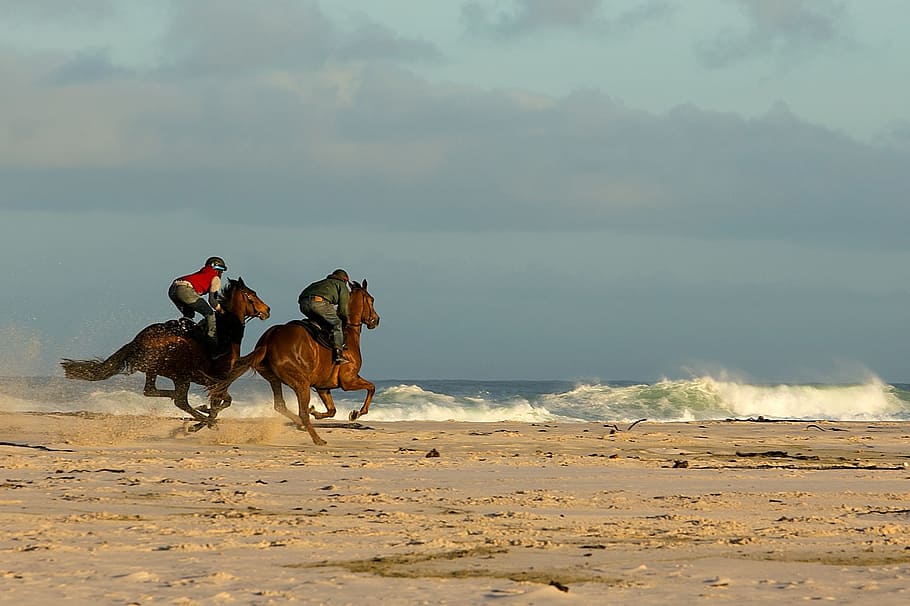 beach, horses, racing, sand, riding, horseback, south-africa HD wallpaper