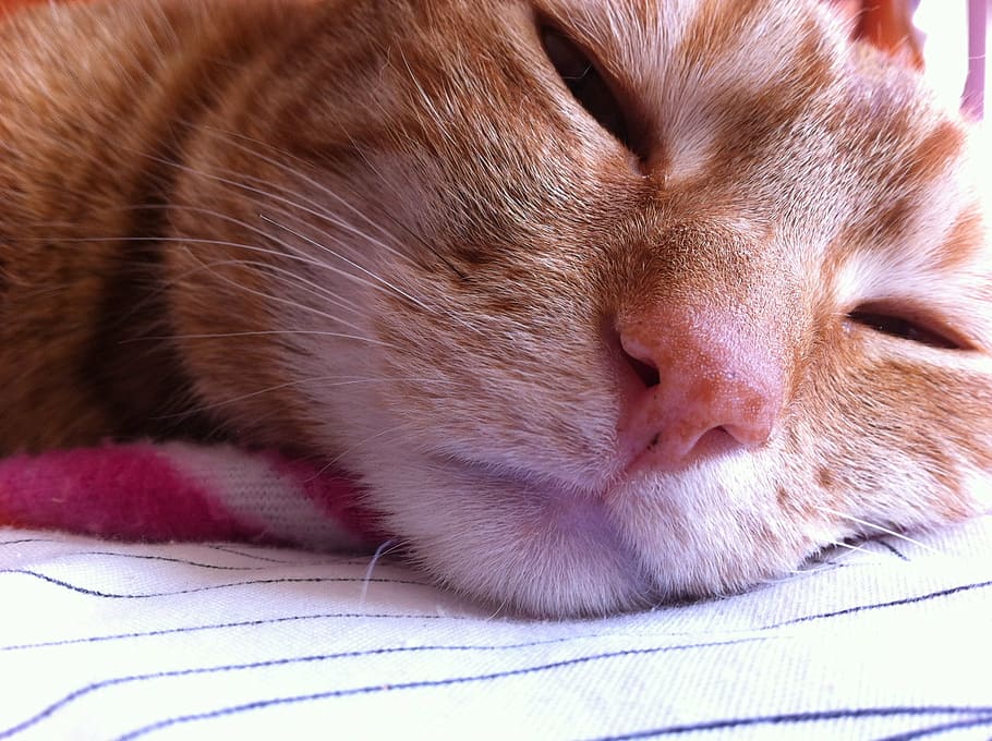 cat, ginger cat, pet, relax, domestic, sleeping, lovable, animal themes HD wallpaper