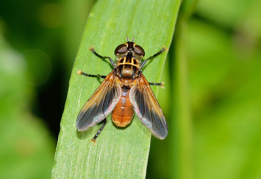 insects, diptera, ectophasia, fly, animal themes, animal wildlife HD wallpaper