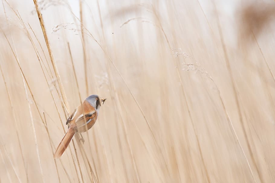 photo of brown and gray short-beak bird, brown and grey bird perched near brown grass HD wallpaper