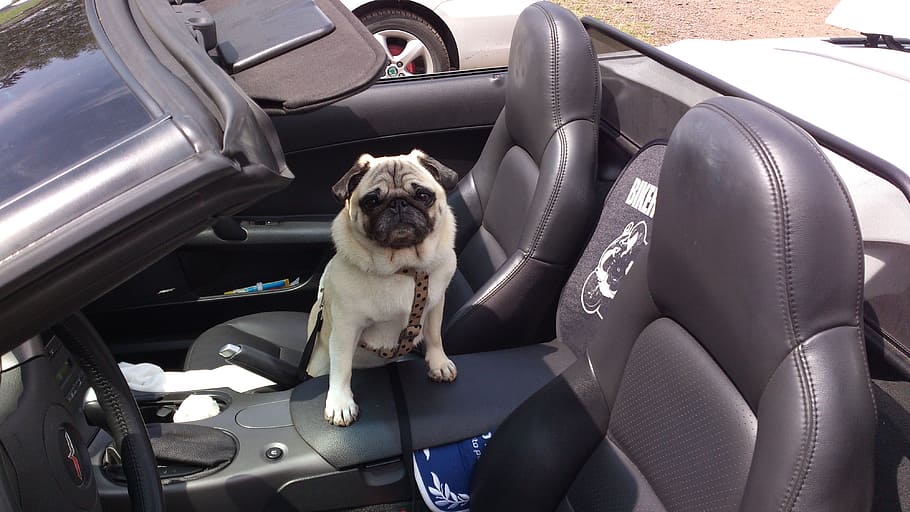pug in convertible car, dog, auto, pet, cute, lap dog, funny, HD wallpaper