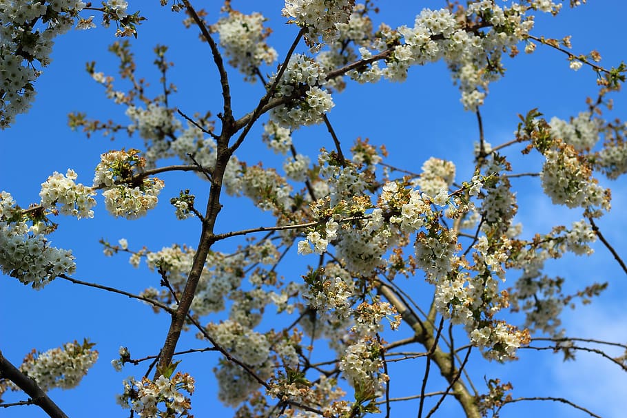 spring, cherry, cherry blossom, white blossom, nature, garden HD wallpaper