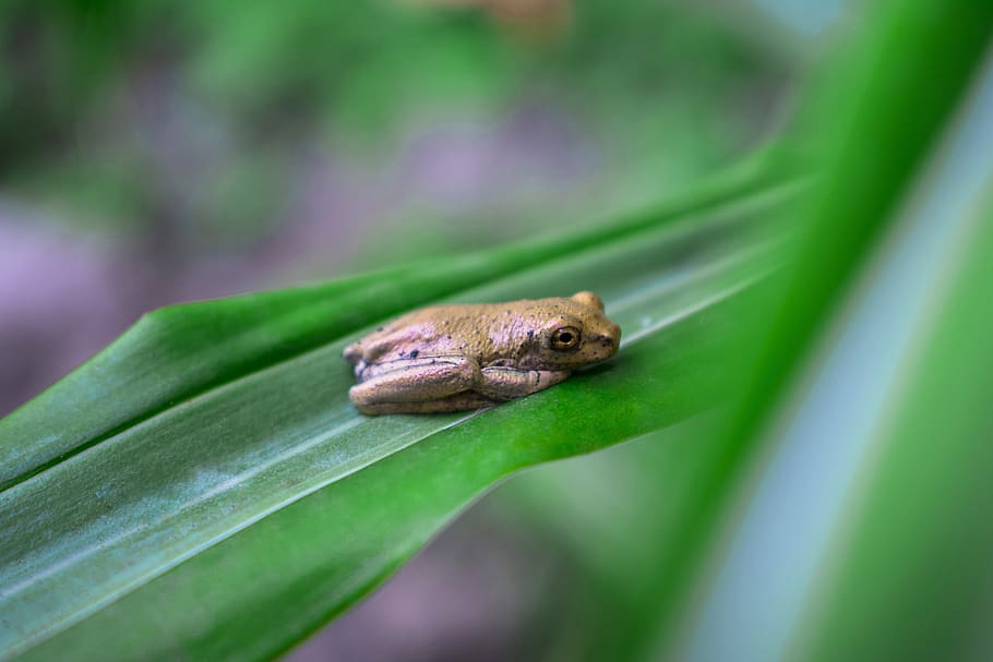 HD wallpaper: nature, frog, green, animal themes, one animal, animal