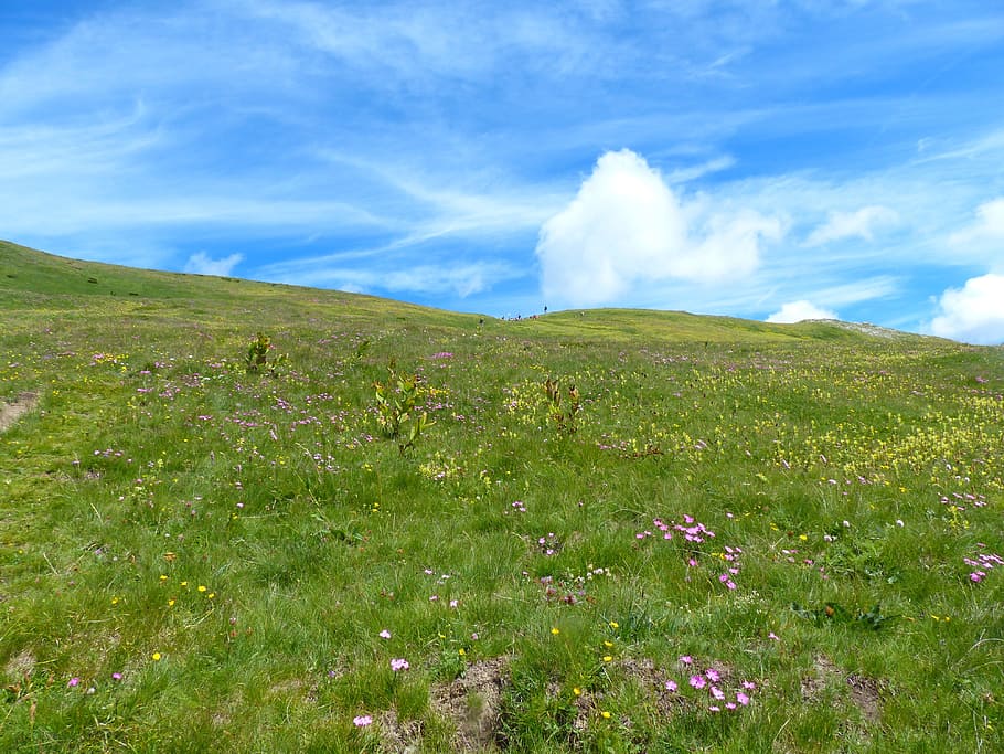 flowers on green grass field under cloudy sky, Mountain Meadow, HD wallpaper