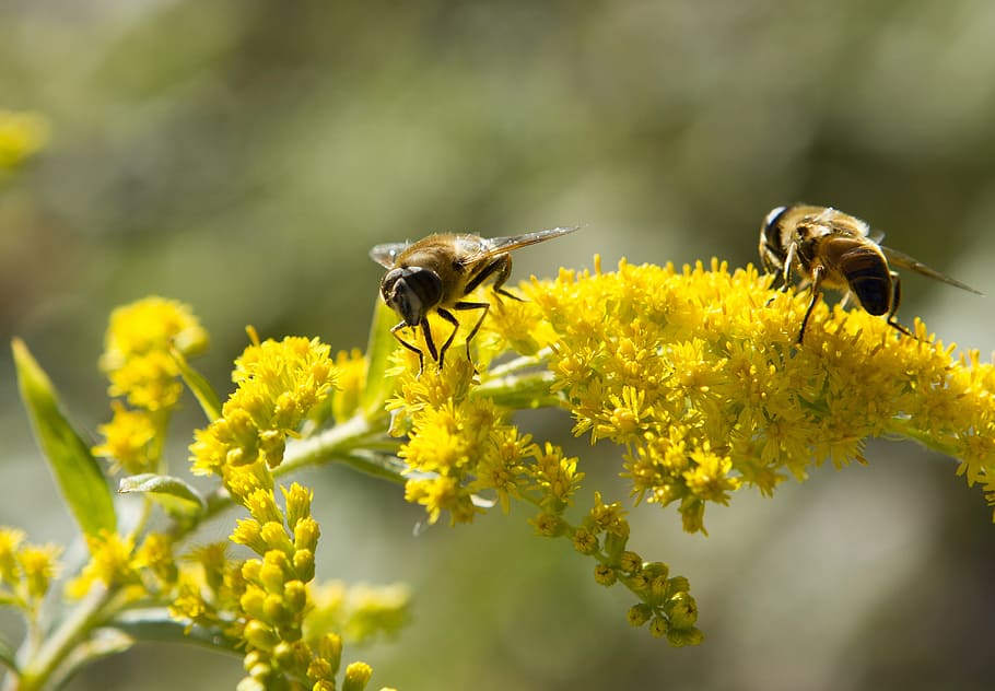 bees, animals, insect, blossom, bloom, close, flower, animal themes HD wallpaper