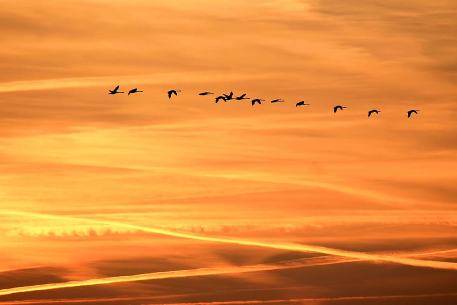 birds, dawn, dusk, flock, nature, silhouette, sky, sunrise HD wallpaper