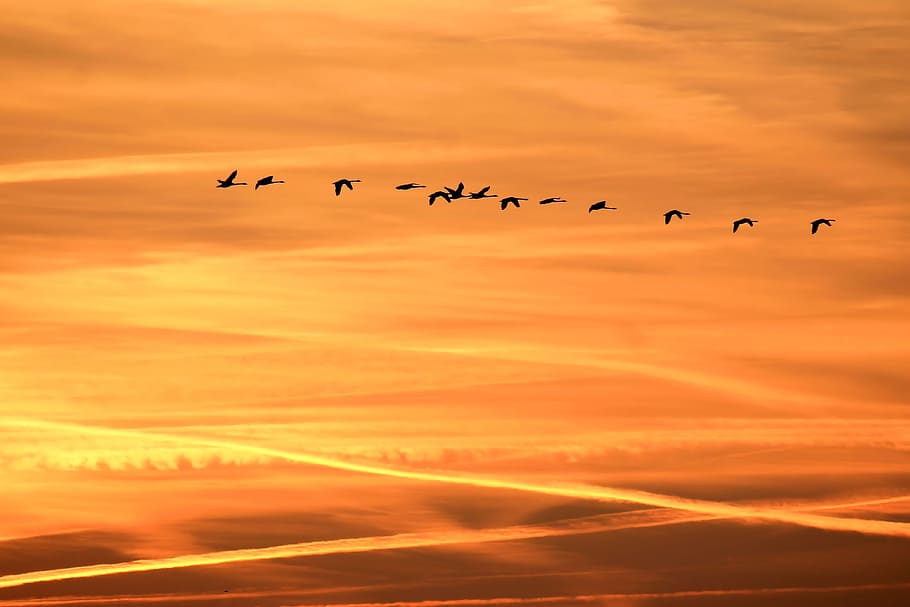 flock of birds flying under the clouds during golden hour, silhouette