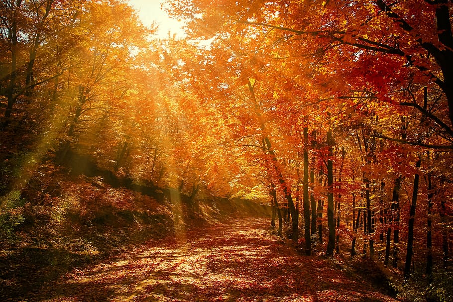 pathway between trees, forest, red, autumn, fall, nature, road HD wallpaper