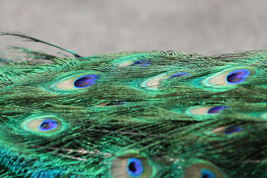 Peacock, Bird, Color, Feathers, Pattern, animal, beauty, peacock feather HD wallpaper