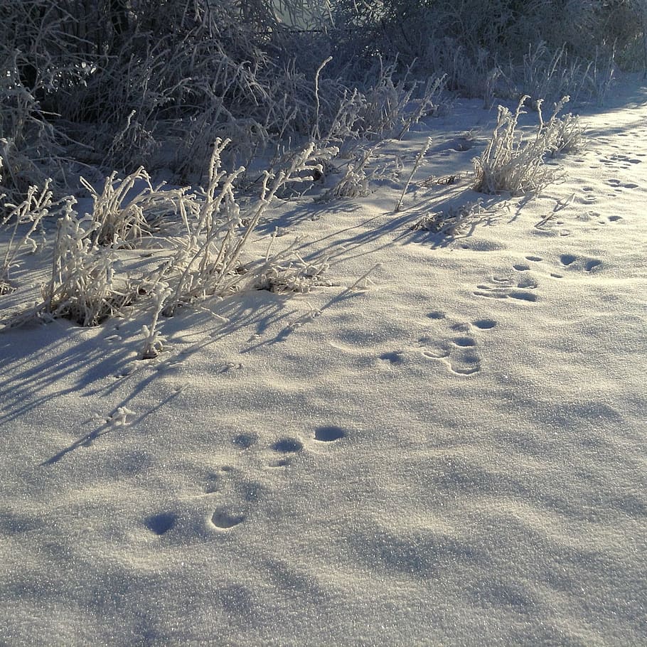 snow, traces, winter, cold temperature, nature, no people, frozen HD wallpaper