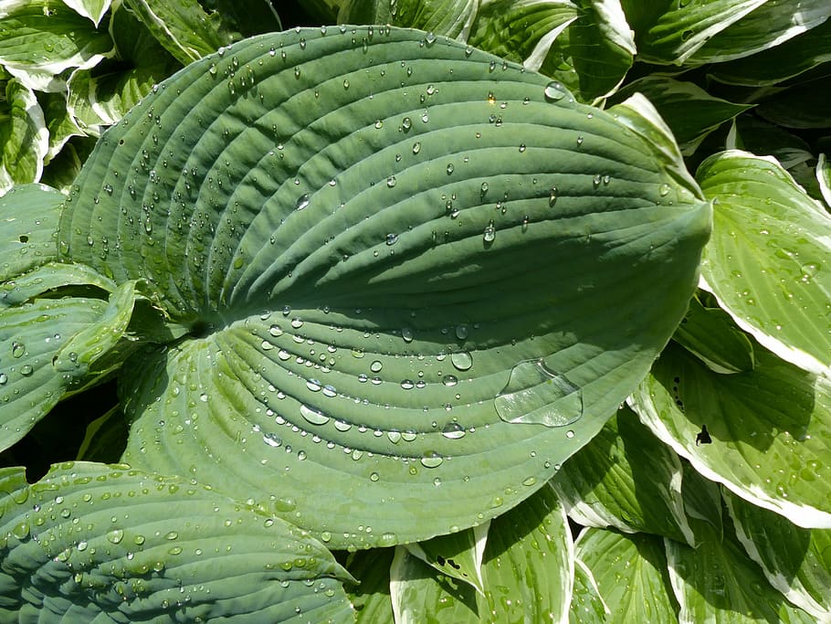 raindrop, hosta, sheet, plant, green, green color, growth, leaf HD wallpaper