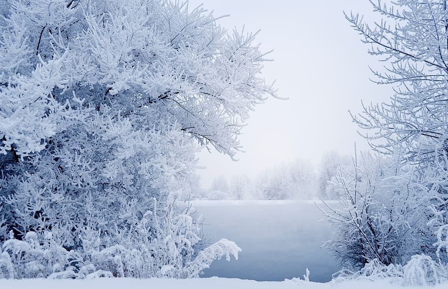 trees covered with snow, winter, landscape, branches, grass HD wallpaper
