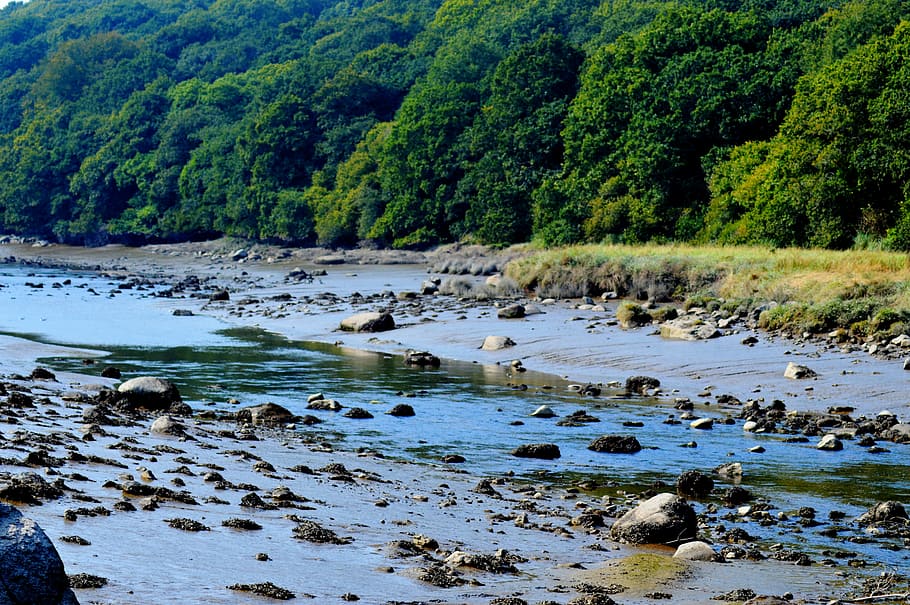 river, pebbles, rock, shore, water, field, tree, landscape HD wallpaper