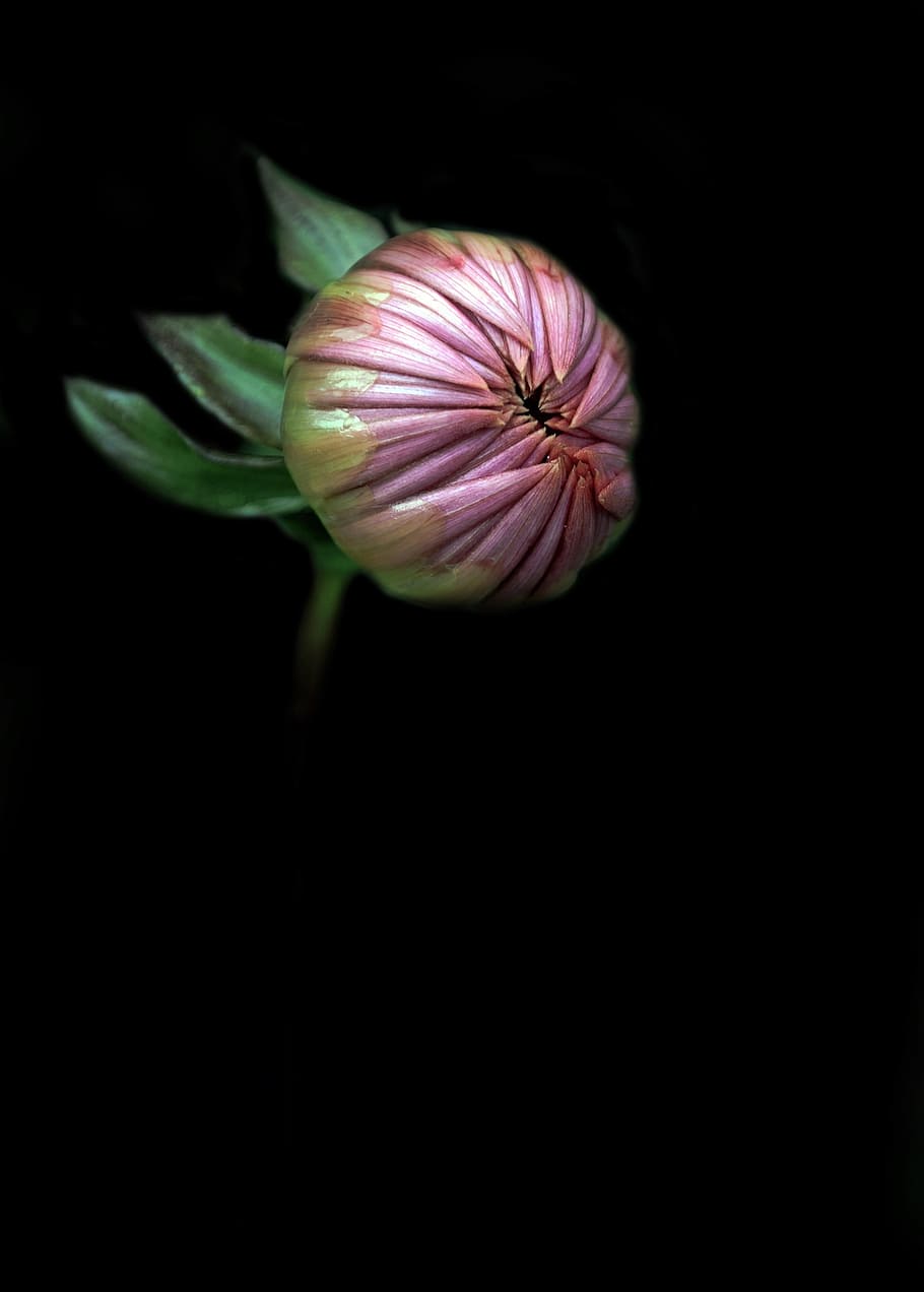 selective focus photography of pink Chrysanthemum flower bud, HD wallpaper