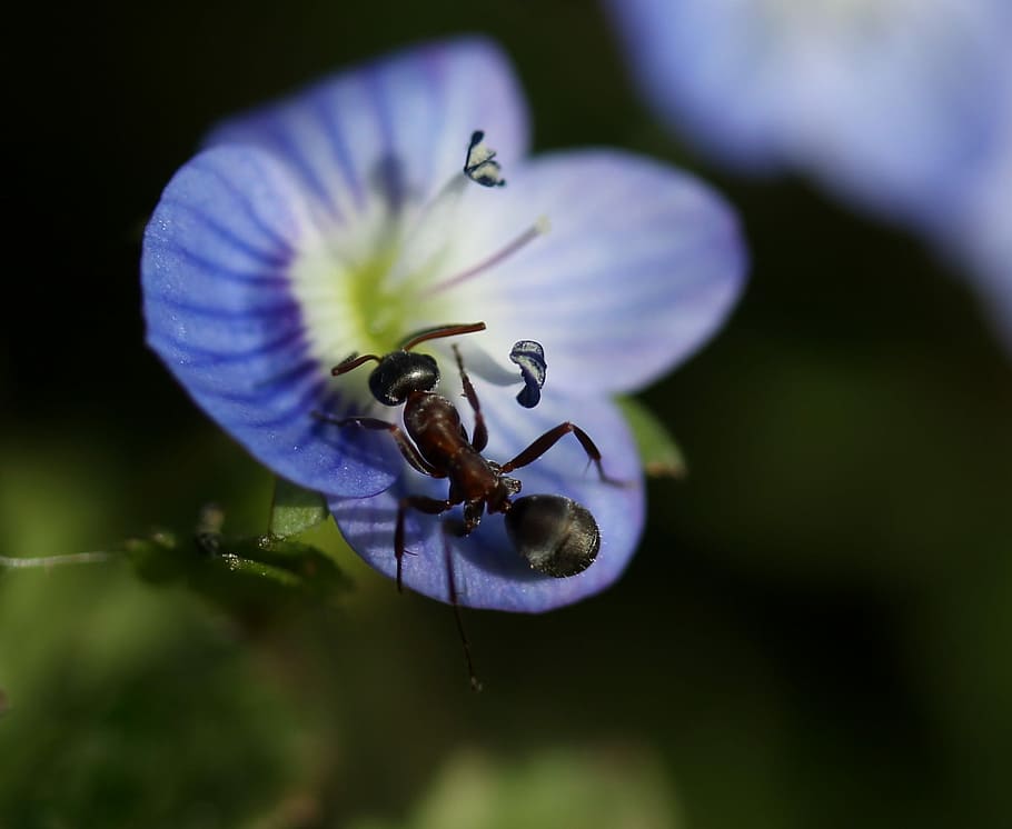 cornflower, ant, insecta, blue, plant, leaves, green, beauty HD wallpaper