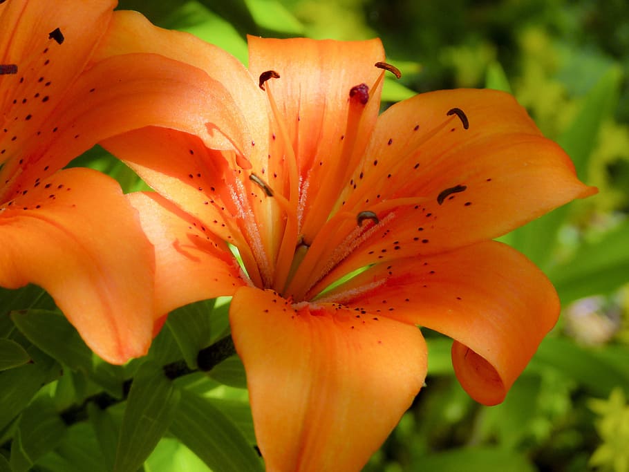 Feuerlilie, Lilium Bulbiferum, Flower, beautiful, close-up, HD wallpaper