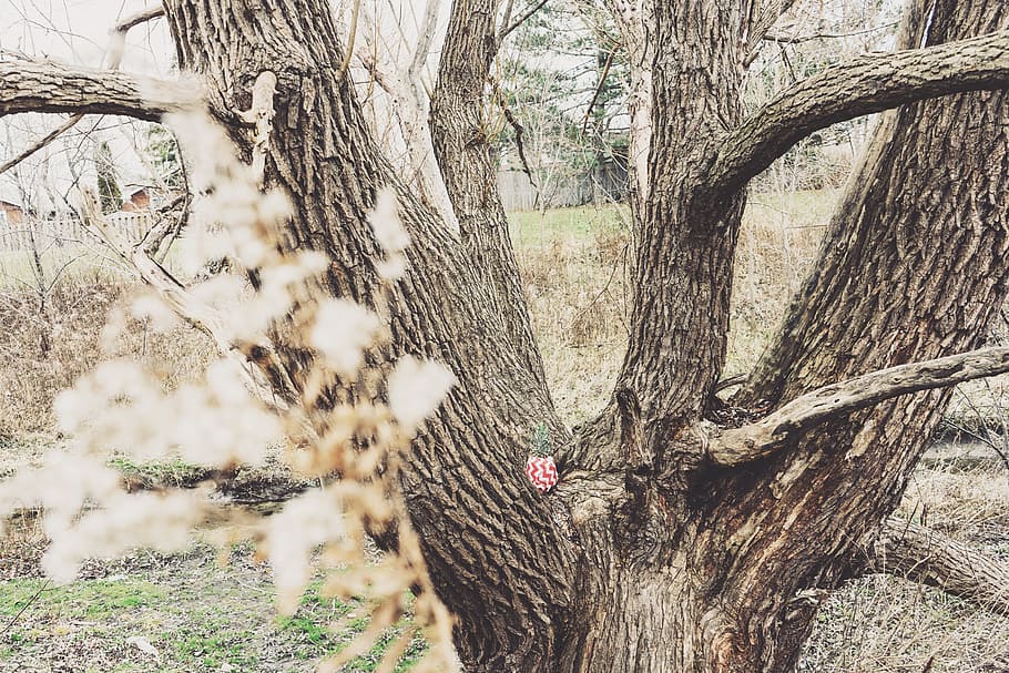 wood, landscape, nature, dry, bark, beautiful, blur, daylight HD wallpaper