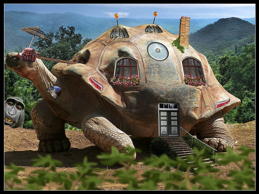 turtle, home, assembly, catchment, at home, input, bude, turnkey HD wallpaper