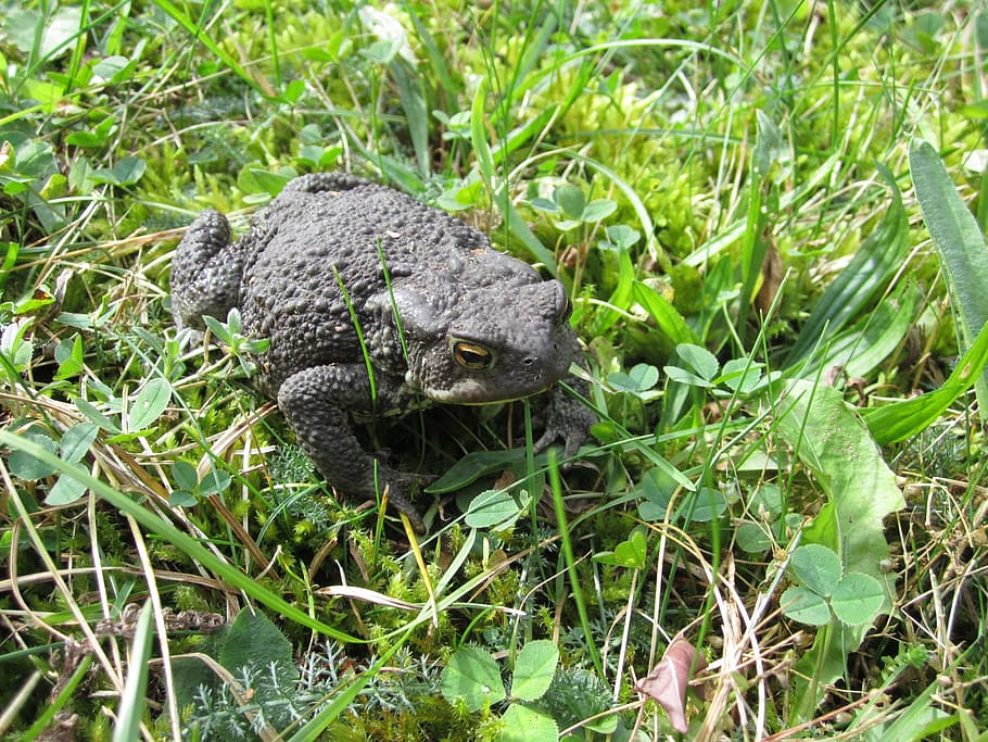 Animal, Common Toad, Female, garden, animal lover, summer, one animal HD wallpaper