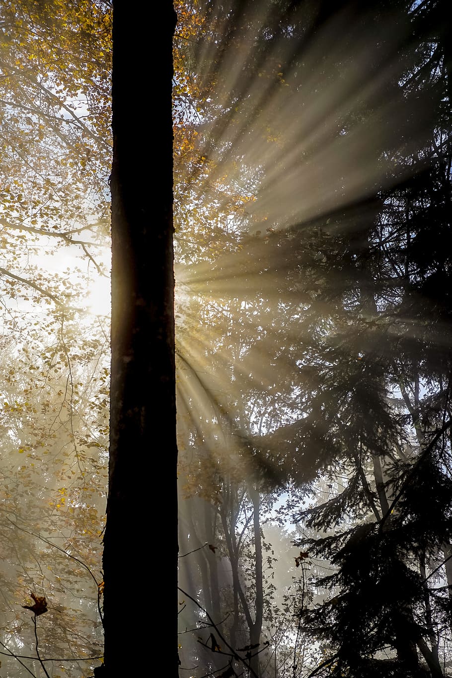 nature, backlighting, log, rays, sun, forest, autumn, fog, art HD wallpaper