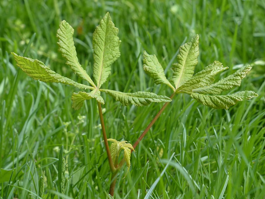Chestnut, Scion, Plant, Tree, young, grow, sprouted, green color HD wallpaper
