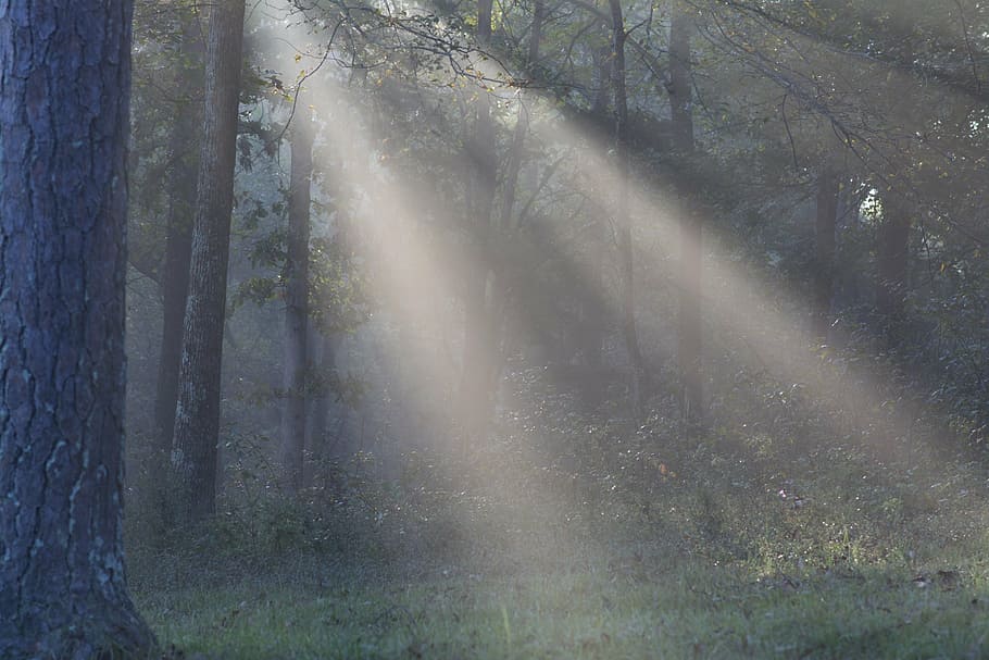 sun light, sunshine, rays, sun rays, sunbeam, scenery, natural HD wallpaper