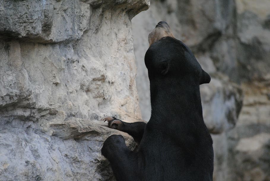 animal climbing stone, black, bear, wildlife, nature, fur, mammal, HD wallpaper