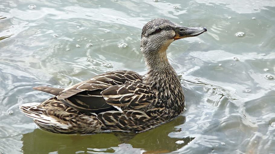 Bird, Wild Duck, Feathers, Water, plumage, nature, one animal HD wallpaper