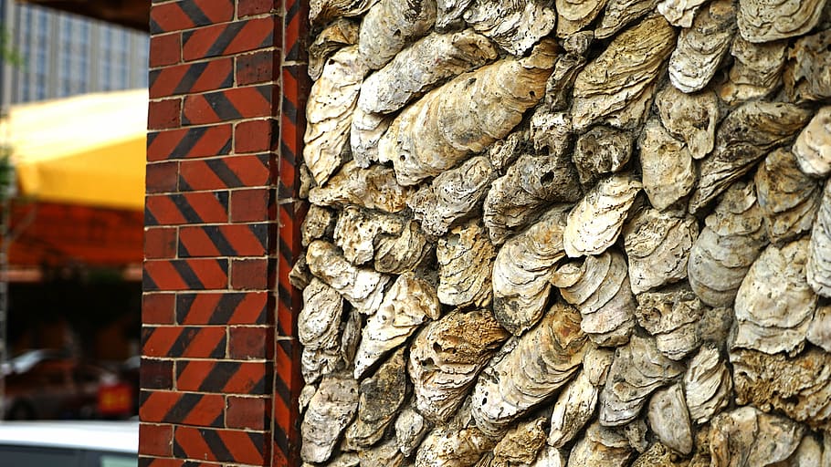 clam shell, house, china, beach, folk, day, focus on foreground HD wallpaper