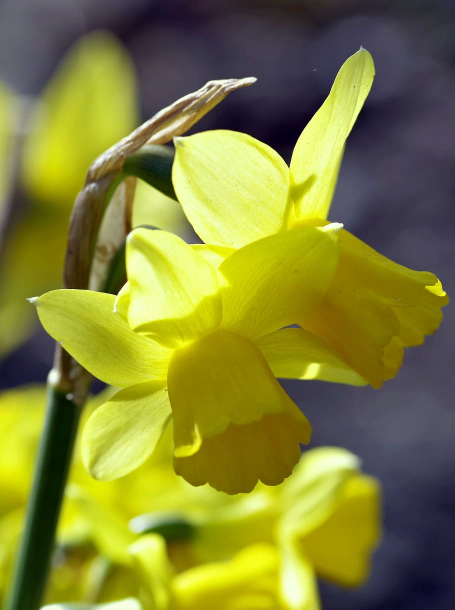 daffodils, flower, spring, garden, sunny, yellow, plant, decoration HD wallpaper