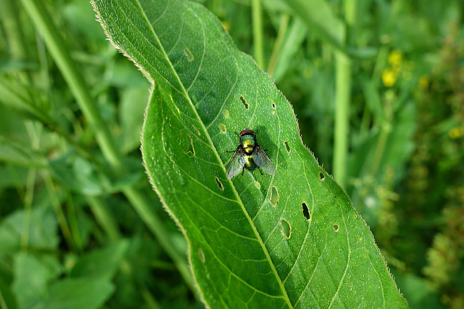 fly, insect, diptera, wings, eye, compound eye, lead, fly on leaf HD wallpaper