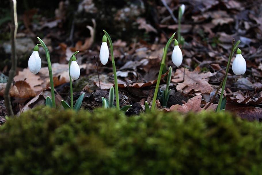 spring, forest, flower, nature, plant, selective focus, growth HD wallpaper