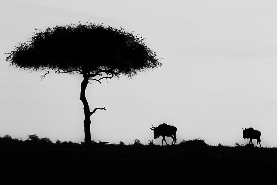 silhouette of wildebeest near tree, silhouette of two animals near tree HD wallpaper