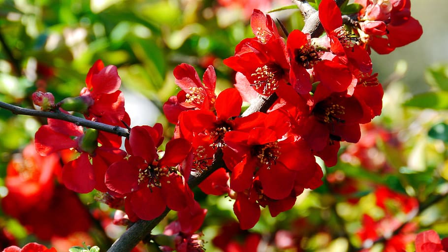 Flower, Spring, Sunshine, red flower, plant, nature, growth HD wallpaper