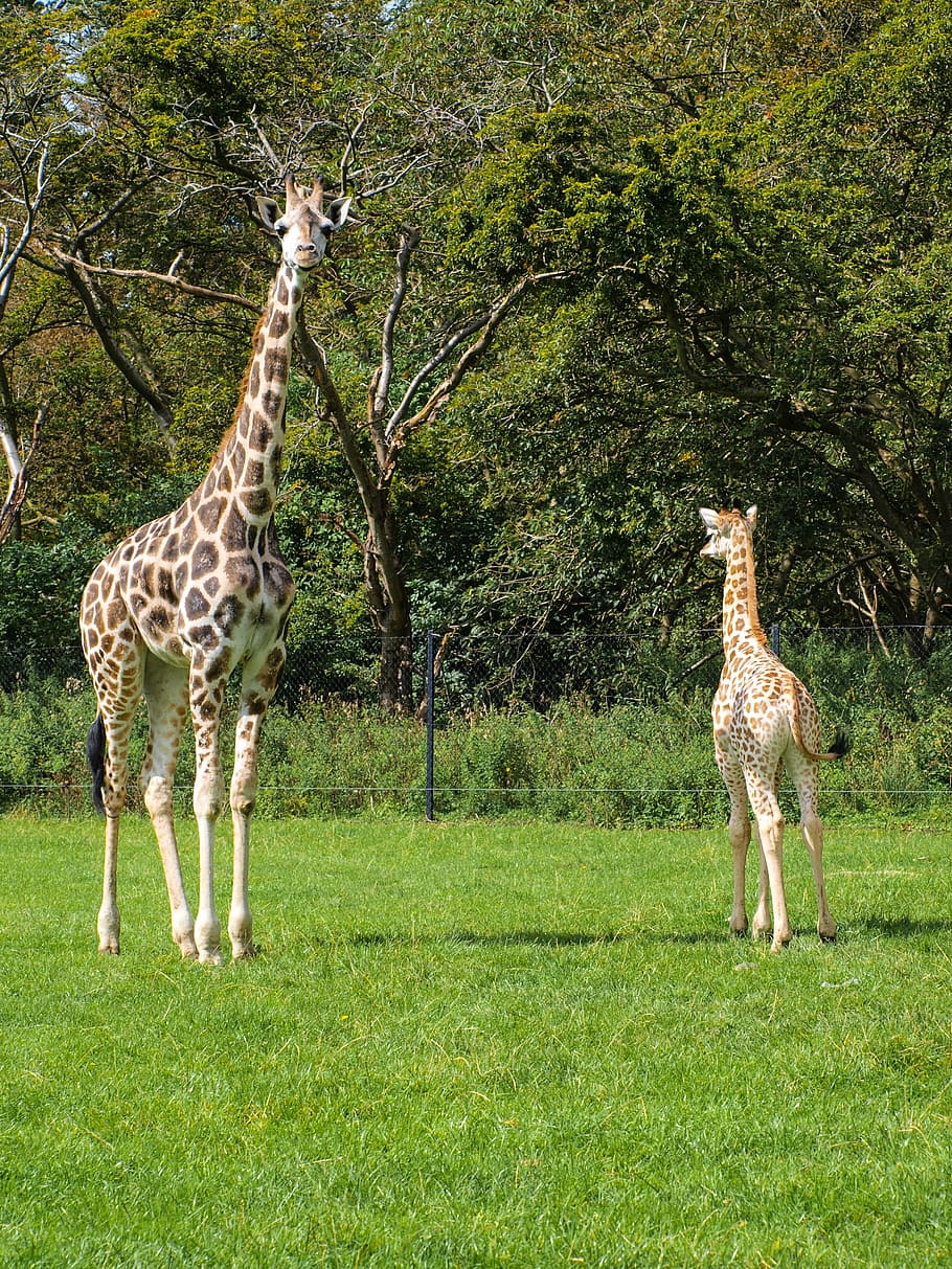 HD wallpaper: giraffes, young, wildlife park, animal, zoo, plant ...