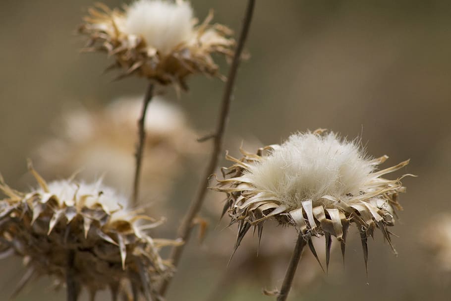 selective focus photography of white petaled flowers, cotton