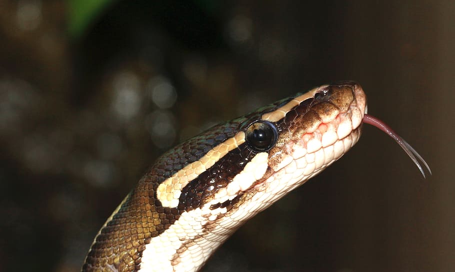 snake, ball python, python regius, beauty, brown, ballpyhton HD wallpaper