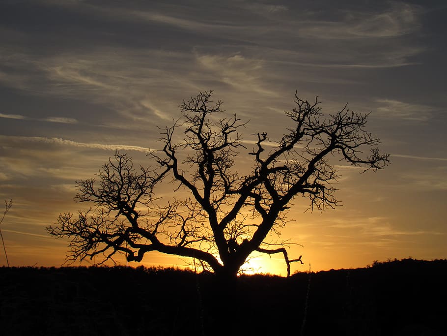 Tree, Sunset, Nature, Landscape, Sky, outdoor, scenic, orange HD wallpaper