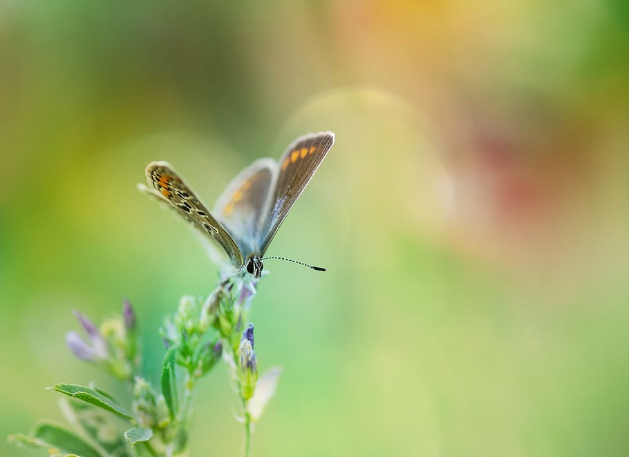 selective photo of summer azure butterfly, common blue, common bläuling, HD wallpaper