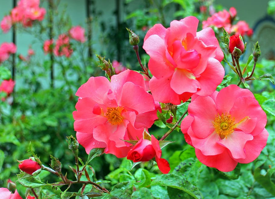 rose, blossom, bloom, red, pink, roses, flowers, romantic, petals HD wallpaper