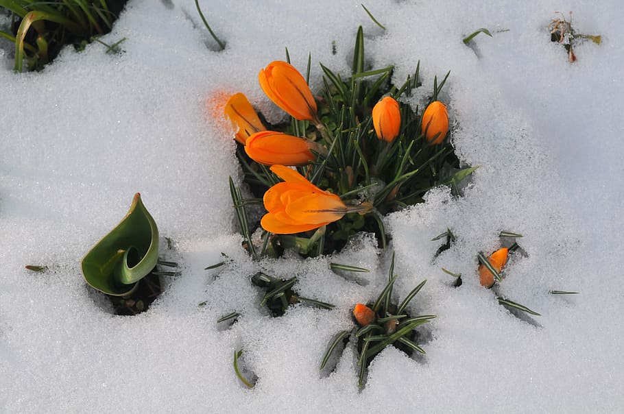 Crocus, Spring, Snow, Icy, signs of spring, winter, nature HD wallpaper