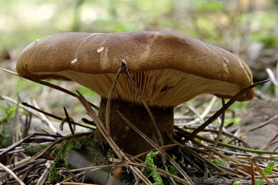 mushroom, plaques, brown, macro, hat, undergrowth, forest, foliage HD wallpaper