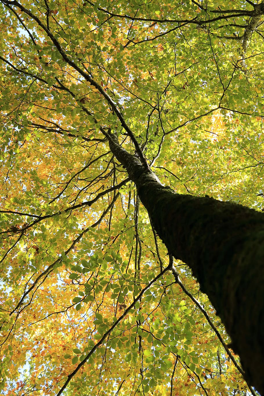 Tree, Trunk, Top, Wood, Nature, Branches, tree trunk, autumn HD wallpaper