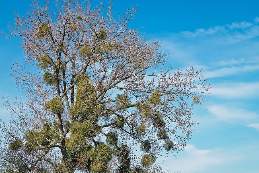 Landscape, Meadowlands, Tree, bare branches, blue, mood, sky HD wallpaper