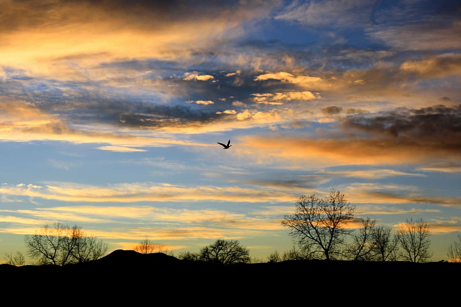 sunset, bird, flying, landscape, colorful, twilight, tree, sky HD wallpaper
