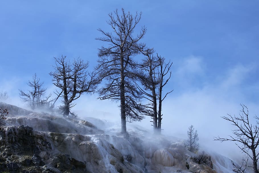 HD wallpaper: five bare trees during daytime, travel, yellowstone ...