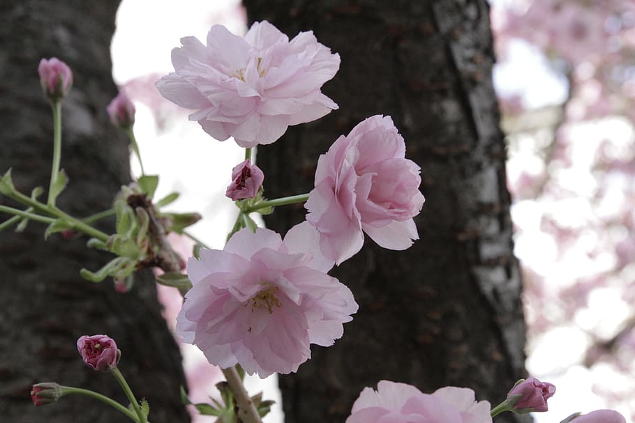 japanese cherry, tree, vienna, flowering plant, pink color HD wallpaper