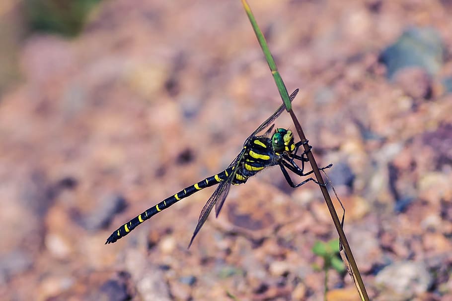 source virgin, dragonfly, insect, animal themes, animal wildlife HD wallpaper
