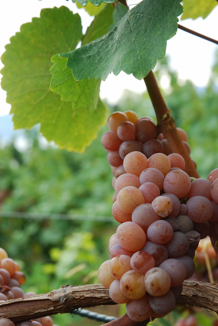 gewurztraminer, grape, vine, fruit, agriculture, nature, vineyard HD wallpaper