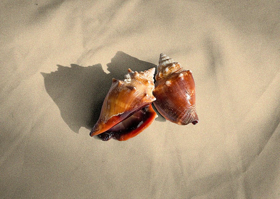 Sea Shells, Nature, Snail, no people, food and drink, close-up HD wallpaper
